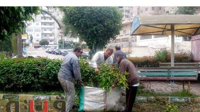 إزالة شجرة آيلة للسقوط تهدد حياة المارة  بحي غرب المنصورة