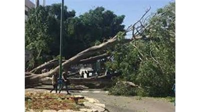 عطلت حركة المرور.. سقوط شجرة بشارع الجلاء في الأزبكية