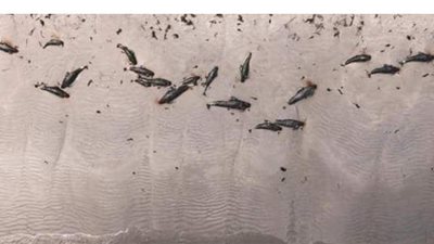 نفوق 100 حوت طيار على شواطئ نيوزيلندا