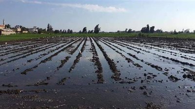 زراعة ٣٥ ألف فدان قمح في الغربية