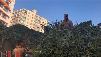 إزالة شجرة آيلة للسقوط تهدد حياة المارة في المنصورة