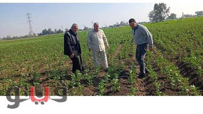 متابعة الحقول الإرشادية للقمح والفول البلدي  بزراعة الشرقية