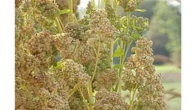 بحوث الصحراء يوزع 25 معدة زراعية على مزارعي الكينوا بالوادى الجديد