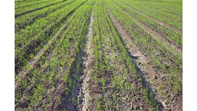 االوادى الجديد تنتهى من زراعة 91 ألف فدان قمح