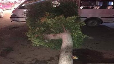 رفع  شجرة ضخمة وجذع شجرة سقطا وسط الإسكندرية