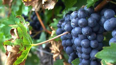 تفسير حلم رؤية العنب في المنام وعلاقته بالشفاء من الامراض