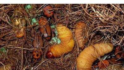 تقسيم مركز الخارجة لـ 4 قطاعات لرصد انتشار آفة سوسة النخيل