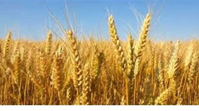 فلاحو المنوفية مهددون بضياع 40% من إنتاجية القمح بسبب الكيماوى