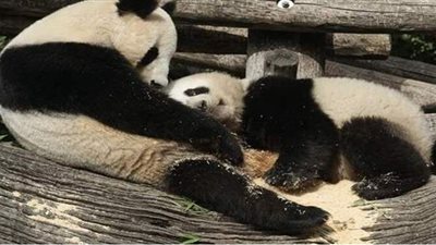 زوجان من الباندا العملاقة يعودان إلى الصين بسبب نقص الخيزران في كندا