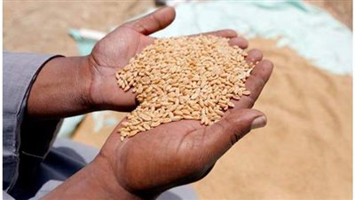 الزراعة تناشد المزارعين شراء التقاوي المعتمدة من الوزارة لضمان الحصول على إنتاجية عالية