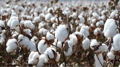 شعبة الأقطان تعقد اجتماعا لمناقشة مشكلات التسويق