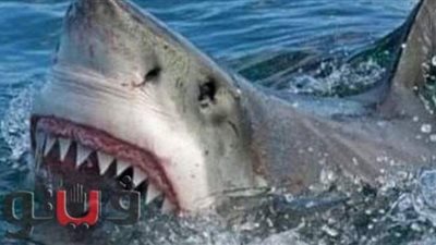 إيقاف رحلات الغوص بمنطقة شعاب إلفين ستون بمرسى علم بعد هجوم سمكة قرش على سيدة ألمانية