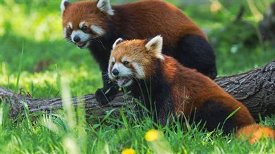 حديقة حيوان في تشيلي تقدم زوجين من الباندا الحمراء النادرة للجمهور | فيديو