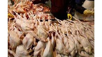 مصادرة 4 أطنان دواجن فاسدة داخل مجزر  بالجيزة