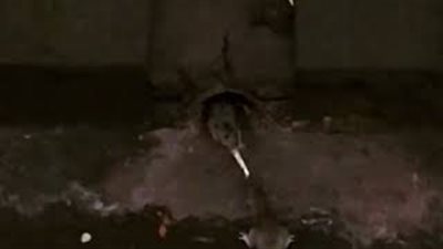 بالفيديو.. خناقة بين فأرين على قطعة بطاطس مقلية تشعل الإنترنت