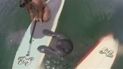 بالفيديو.. خروف بحر يكون صداقة مع فتاة جميلة