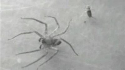 مشاهد نادرة لعناكب تتصيد فريستها دون أن تراها (فيديو وصور)