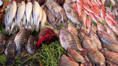 تجار العبور: تراجع الطلب على الأسماك بنسبة 20%