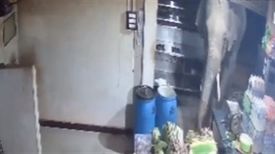 رد فعل موظف لحظة اقتحام فيل مطعم (فيديو)