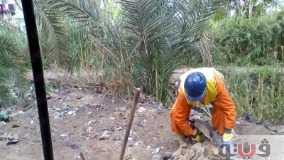 تنفيذ يوم بيئي في الجزيرة الخضراء بكفر الشيخ