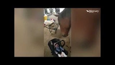 بالفيديو.. رد فعل طفل يرى حصانا لأول مرة