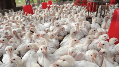 أستاذ أمراض دواجن يكشف أسباب نفوق 50% من الدواجن العام الماضى