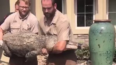 بالصور.. رجل يعثر على تمساح في غرفة معيشة منزله