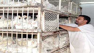 الدواجن البيضاء تسجل 19 جنيهًا في المنيا