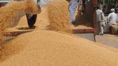 2700 جنيه لطن القمح بالقليوبية