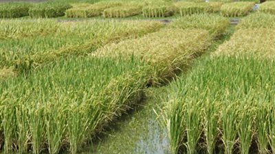 «الفلاحين»: قرارات بتقليص زراعة البرسيم والموز والأرز بسبب  سد النهضة