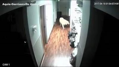 بالفيديو والصور.. كلب يتسلل خارج مستشفى ليلا بحيلة ماكرة