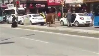 بالفيديو.. عجل هائج يلقن فتاة ضربة قوية جعلتها تطير في الهواء