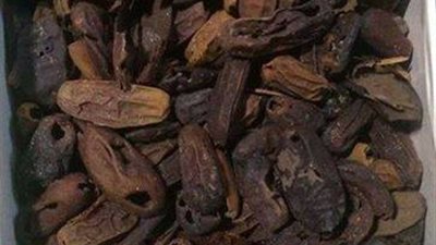 نقل تمر وثوم توت عنخ آمون من التحرير للمتحف الكبير