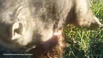 بالفيديو.. لقطات نادرة لحيوان «الومبت» يعانق سيدة