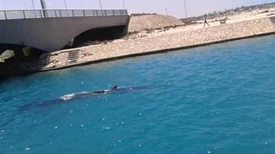 أسباب عودة حوت مارينا بعد اختفائه 14 يوما