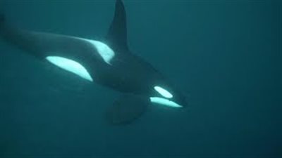 حوت عملاق كاد يبتلع مصورا تحت الماء مع وجبته من الأسماك (فيديو)