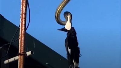 لقطات مرعبة لثعبان يأكل طائرا (فيديو)