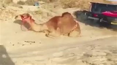بالفيديو.. سائق يتعامل مع جمل بوحشية يثير الغضب في عمان