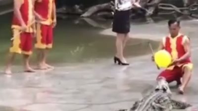 رد فعل صادم لمدرب تماسيح بعد سقوط زميله في بركة مياه (فيديو)