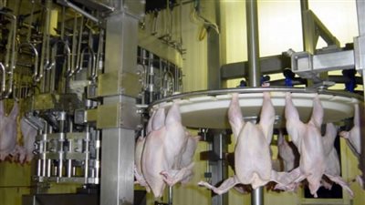 تجارية القاهرة: هياكل الدواجن والأجنحة ستباع بالأسواق والسوبر ماركت