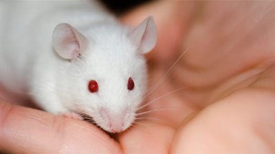 باحثون يستخدمون روبوتات صغيرة لقتل الأورام في الفئران بمنع الدم