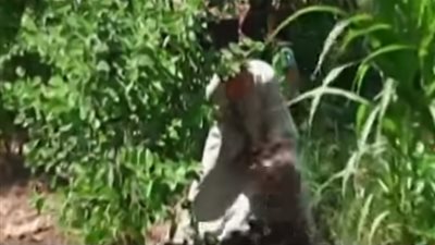 «نقيب الفلاحين»: وزارة الزراعة تحركت متأخرا في أزمة الطماطم (فيديو)