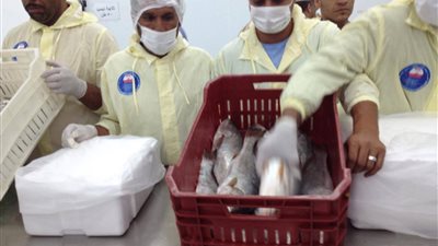 تفاصيل افتتاح المرحلة الأولى من تطوير بحيرة البردويل