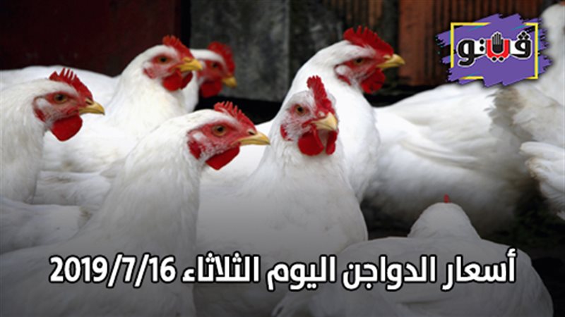  أسعار الدواجن اليوم