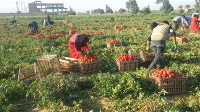 قراء «فيتو» يتوقعون عدم تعويض مزارعي الطماطم عن فساد تقاوي الصنف 023