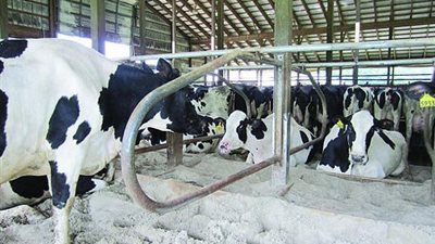 الصين ترفع الحظر على واردات لحم البقر الأمريكي