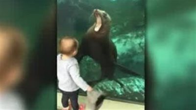 بالفيديو.. طفلة تحاول التحكم في كلب البحر بقبعتها