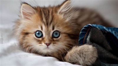 ما لا تعرفه عن 