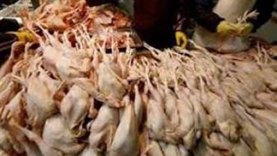 مصادرة 17 طن دواجن فاسدة قبل بيعها في القليوبية