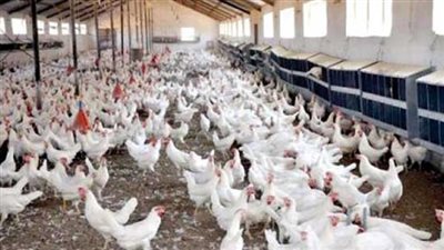 تجارية القاهرة: بنكا الزراعي والأهلي يمولان مشروعات الثروة الداجنة